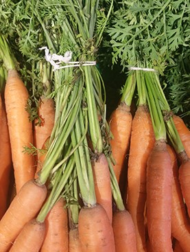 Ficelle Élastique : CYLASTIC PCS 1300